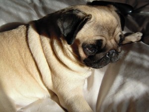 bartola tiene disfraz de gato